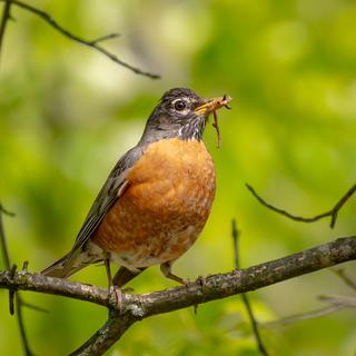 The early bird gets the worm (and the 50-400 just about gets the shot).