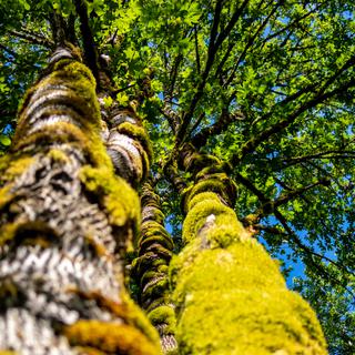 A mossy tree in the pacific northwest.