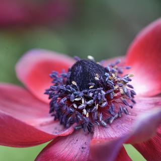 Macro shot at Phipps Conservatory in Pittsburgh.