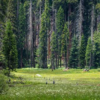 A sunny meadown in Sequoia National Park.