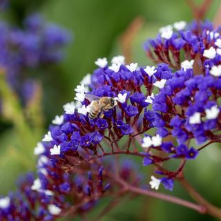 A bee pollinating flowers in Laguna Beach.
